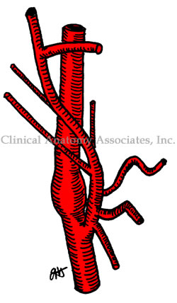 Heart valves, superior view