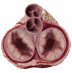 Heart valves, superior view