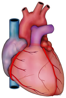 coronary arteries