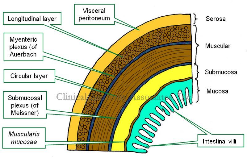 Layers Of The GI Tract