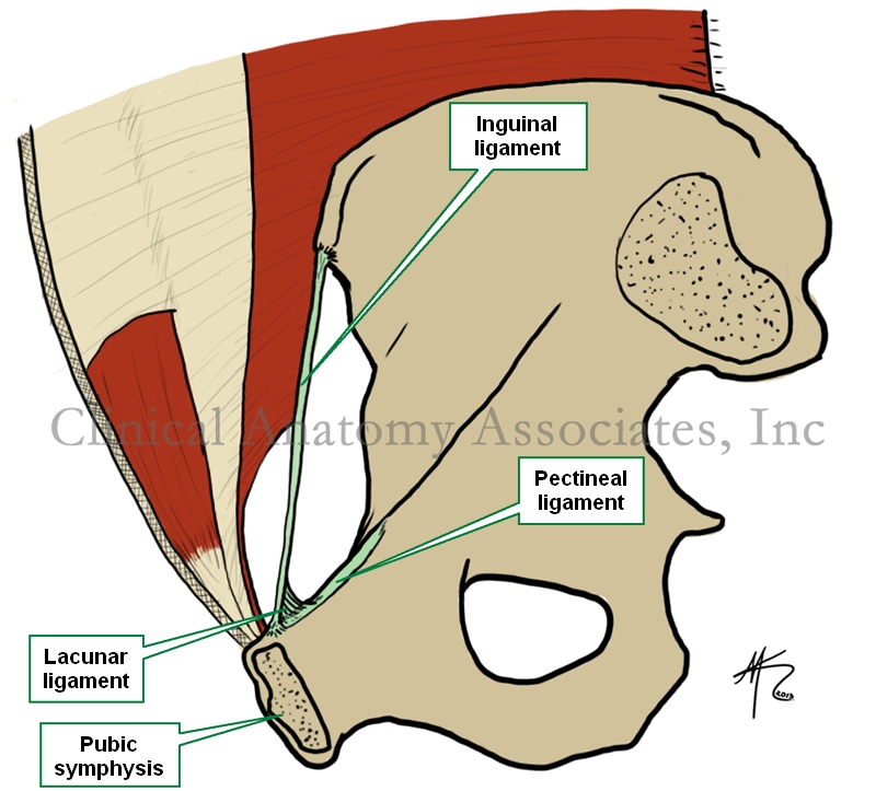 Pectineal Coopers Ligament
