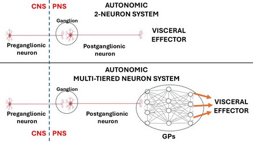 2-neuron and multi-tiered neuron ANS organization 2-neuron and multi-tiered neuron ANS organization