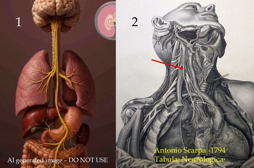 Comparison of an incorrect AI generated image of the Vagus nerve and a 1794 image by Scarpa