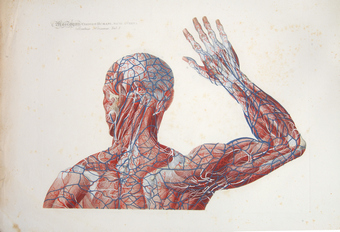 Mascagni Stratum Primum Tabula I Mascagni Stratum Primum Tabula I