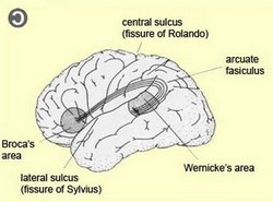 Broca and Wernicke's areas in the dominant brain hemisphere Broca and Wernicke's areas in the dominant brain hemisphere
