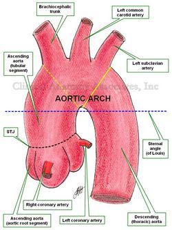 Ascending aorta, anterior view