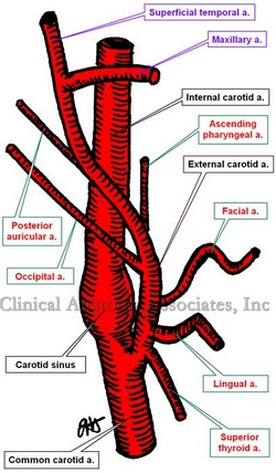 Right carotid artery system - anterior view