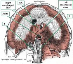 Respiratory diaphragm - anteroinferior view (modified from bartleby.com) 1. Right tendinous aortic crus 2. Left tendinous aortic crus IVC=Inferior Vena Cava