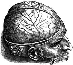 Brain dissection. dura mater in situ (Vesalius)