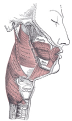 Buccinator muscle - Image in Public Domain, by Henry Vandyke Carter, MD - Gray's Anatomy, 1918 