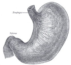 Anterior view or the stomach. Public domain
