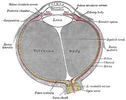 Horizontal section of the eye. Image modified from the original by Henry VanDyke Carter, MD. Public domain