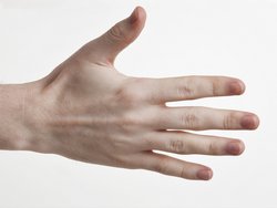 Dorsal aspect of the right hand. Photograph by Evan Amos, own work
