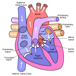 Circulation of the blood through the heart (Wikipedia) Circulation of the blood through the heart (Wikipedia)
