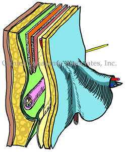 Posterior view of the inguinal region