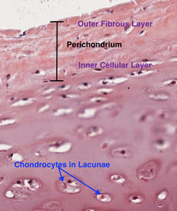 Hyaline cartilage. Image courtesy of Dr. Stephen Gallik