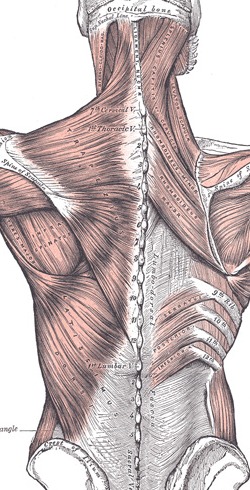 Posterior view of the superficial and intermediate muscle layers of the back