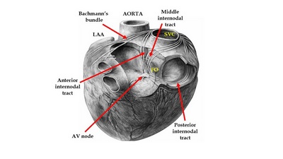 Internodal bundles according to James (1963)