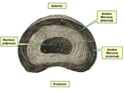 Intervertebral disc, superior view