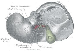 Human liver, inferior view; by Henry Vandyke Carter. MD