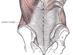 Lumbar triangle (of Petit). Modified from the original by Henry Gray (1918). Public domain