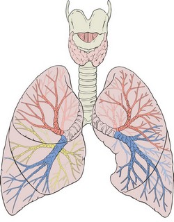 Anterior view of the human lungs and tracheobronchial tree