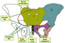 Anterior view of the pelvis