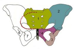 Anterior view of the pelvis