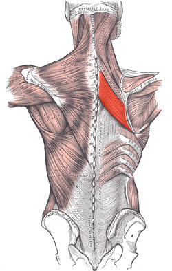 Rhomboid major muscle. Image modified from the original by Henry VanDyke Carter, MD. Public domain