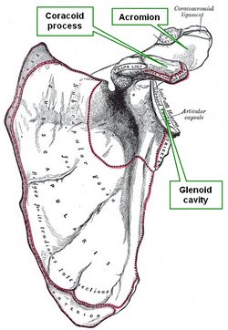 Anterior view of the left scapula.  Modified from image in Public Domain, by Henry Vandyke Carter - Gray's Anatomy