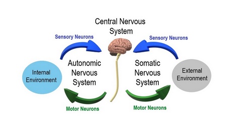 Somatic and Autonomic nervous systems and homeostasis Somatic and Autonomic nervous systems and homeostasis
