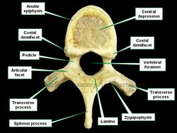 vertebral endplate